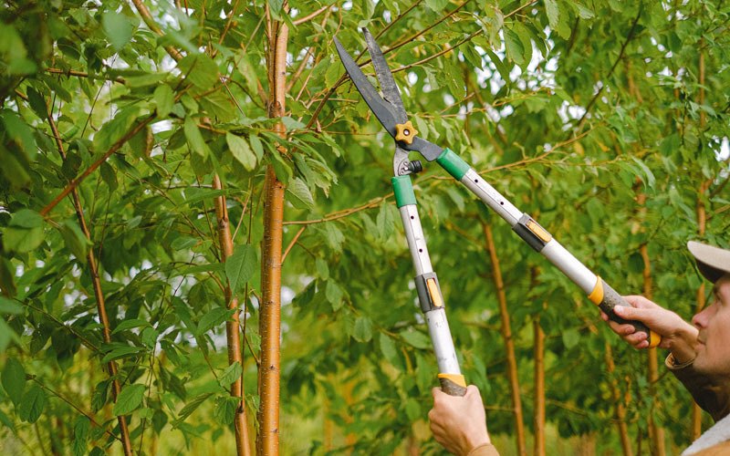 Tree trimming in Rio Verde, AZ